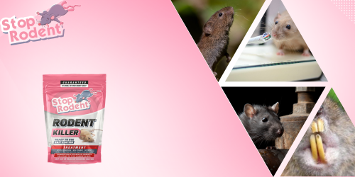Mort-aux-rats : Utilisation efficace et sécurisée dans les barrages et les installations hydroélectriques